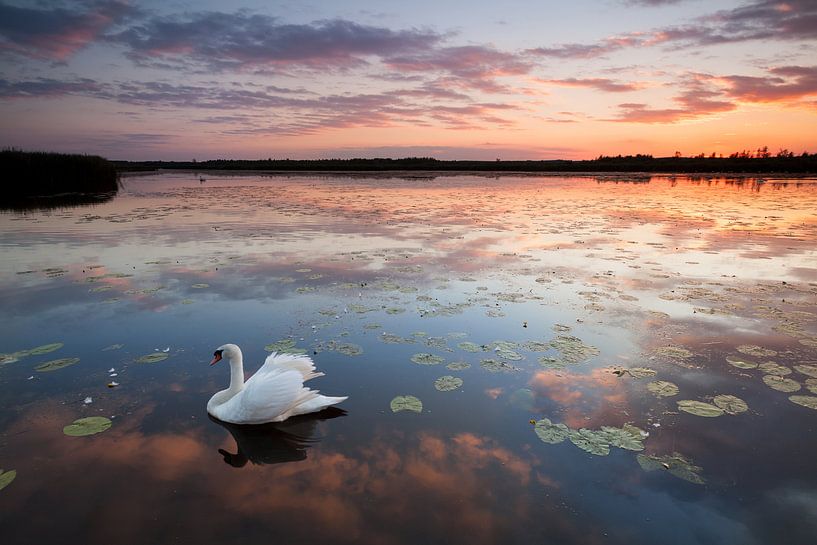 Bad Buchau Federsee with swan at sunset by Jiri Viehmann