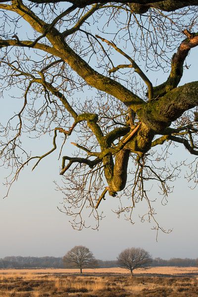 Veluwe : Réserve naturelle de Deelerwoud par Moetwil en van Dijk - Fotografie