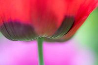 macro-coquelicot