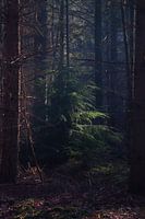 Sunrise on estate Baest