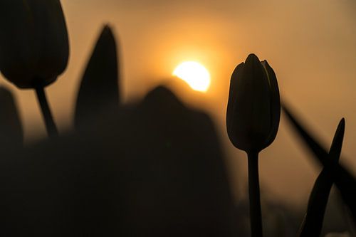 Silhouet van een tulp