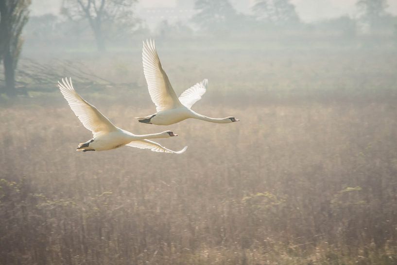 The flying swans by Riccardo van Iersel