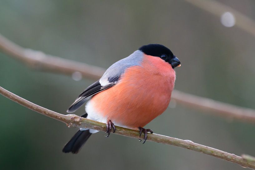 Gimpel von Andrea de Vries