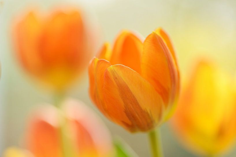 Geel oranje tulpen met vervaging von Gonnie van de Schans