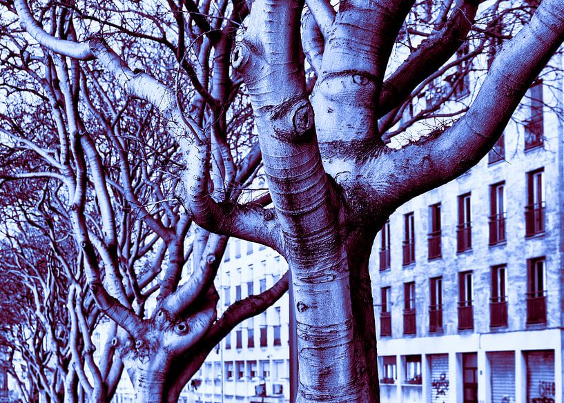 Les arbres gardent un œil sur nous par Steve Van Hoyweghen
