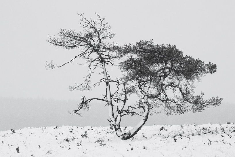 Pine tree  during the snow in the winter in Holland. by Rob Christiaans