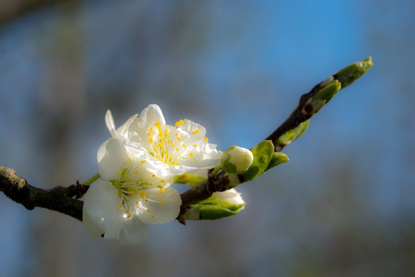 Bloesem von Moetwil en van Dijk - Fotografie