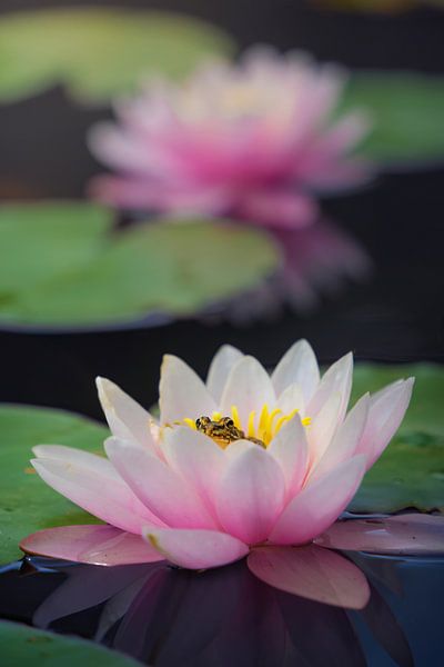 La grenouille sur le lys par Martin Podt