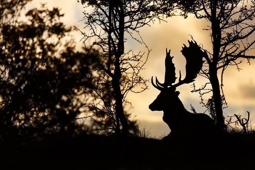 Laatste licht van de dag von Pim Leijen