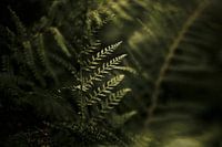 Fern