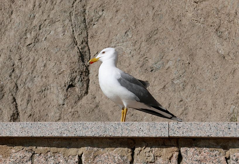 Mouette se prélassant au soleil sur un mur contre les rochers par Gert Bunt