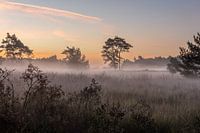 Silence before sunrise on the Kampina