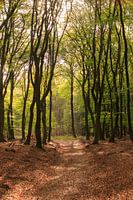 Sentier à travers la forêt aux couleurs de l'automne sur la Veluwe