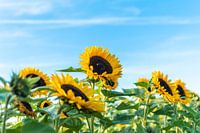 Zonnebloemen tegen een blauwe lucht