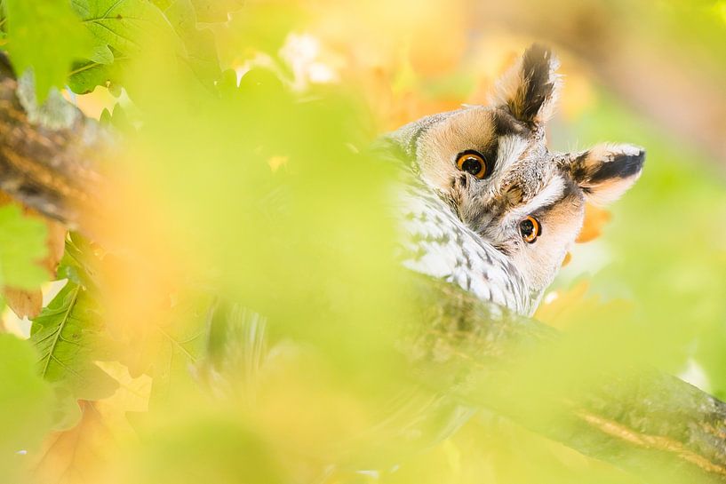 Hibou moyen-duc au repos par Danny Slijfer Natuurfotografie