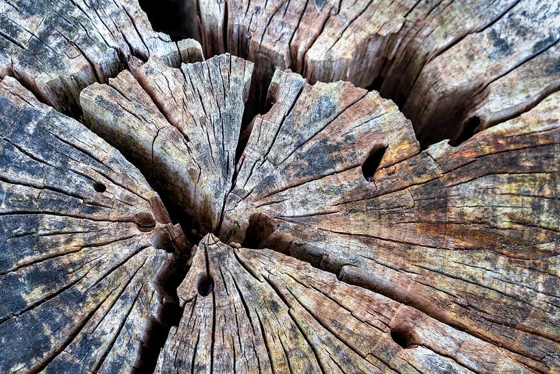 Un vieux géant à l'intérieur par Patty Elferink