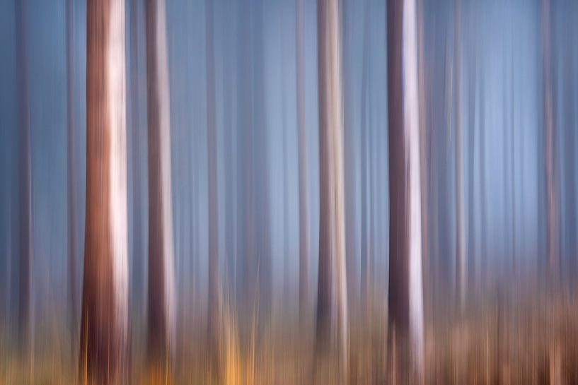Ein Bewegungsbild aus einem Kiefernwald im Nebel. von Jeroen Lagerwerf