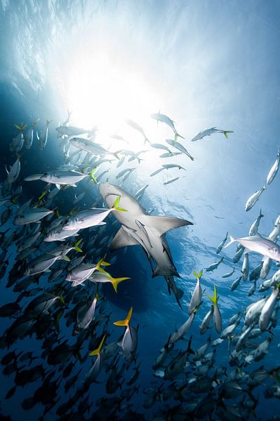 Zitronenhai von Ramon Stijnen