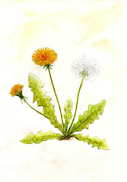 Löwenzahn von Sandra Steinke