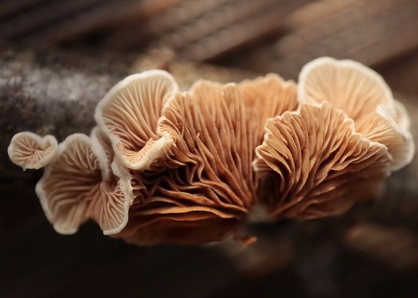 Krause Ährenpilze von Angelique Raaijmakers