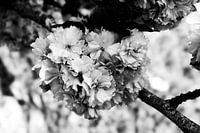 branch with beautiful blossoms