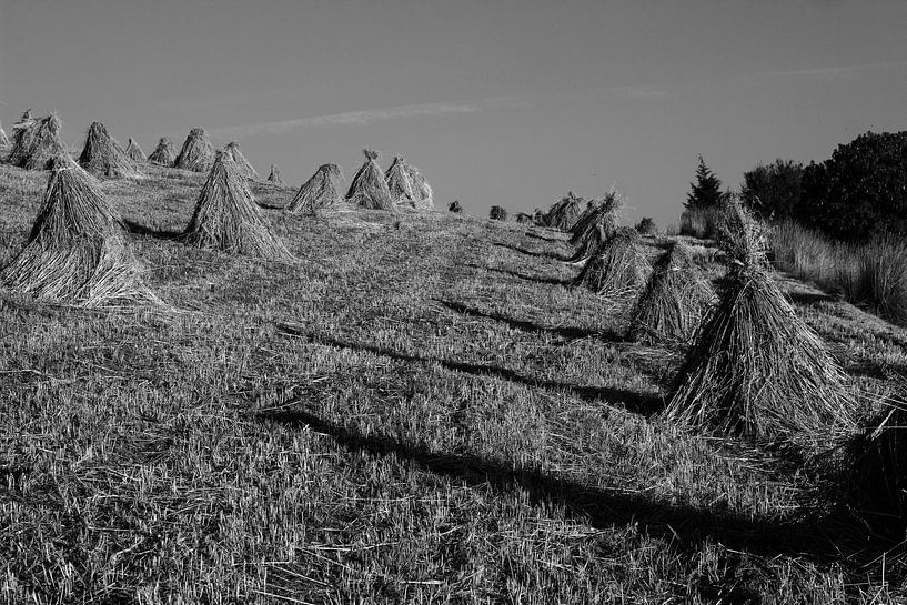 Houses after harvest by Paolo Petit
