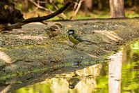 Appelvink en Pimpelmees