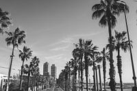 Barceloneta Boulevard | Palmen | Zwrt weiß
