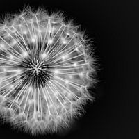 Löwenzahn schwarz und weiß