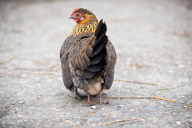 Glucke mit Küken von Roland de Zeeuw