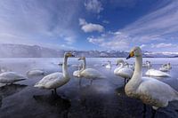 Wild Whooper swans in Hokkaido