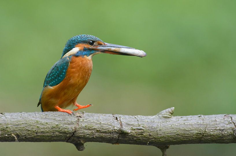 Eisvogel mit großem Fisch von Remco Van Daalen