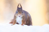 Ecureuil souriant dans la neige