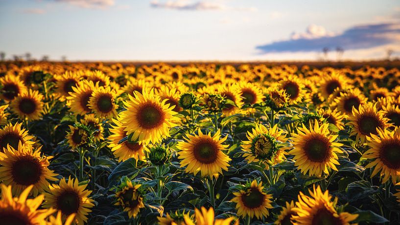 Sonnenblumenfeld von Steffen Gierok
