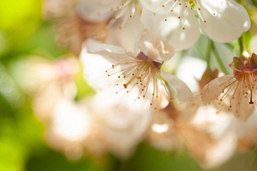 Kirschblüte, rosa blühend von Gaby Hendriksz