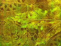 Abstrakte grüne Blätter