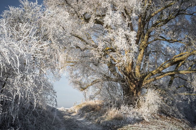Lime tree in winter magic by Jürgen Schmittdiel Photography