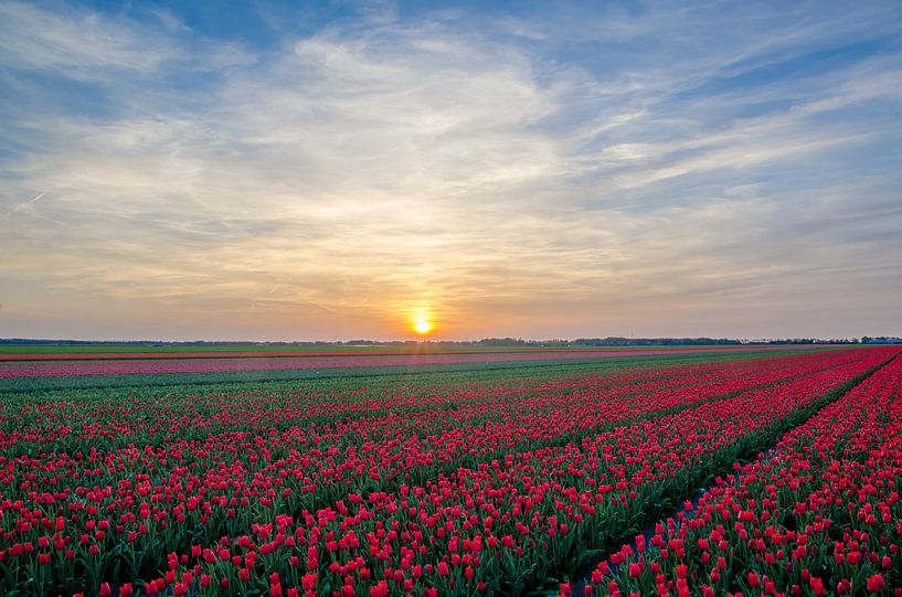 Rode tulpen von Rene Mensen