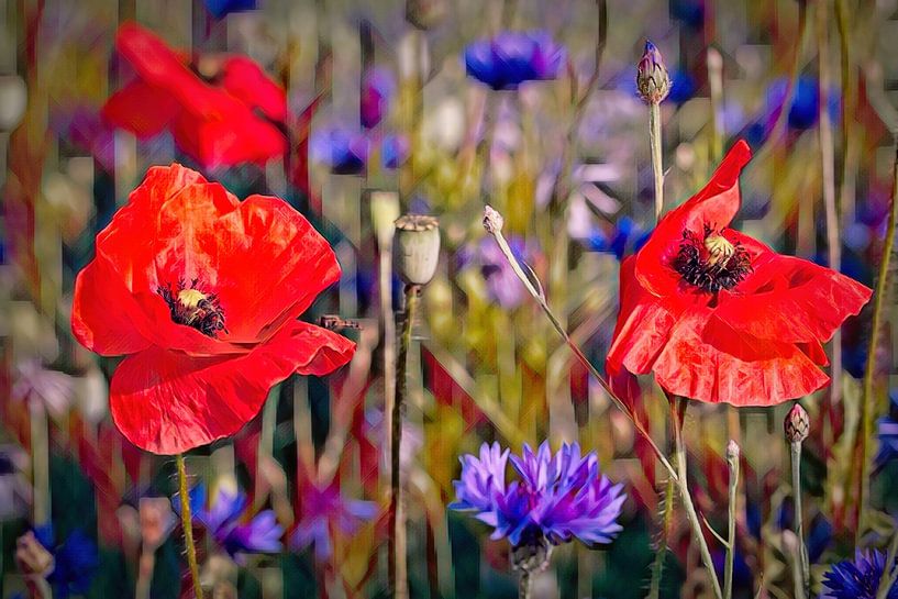 Mohnblumen von Rob Boon