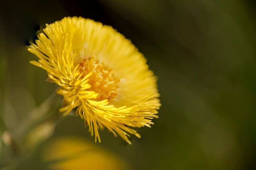 Makro Löwenzahn von René Jonkhout