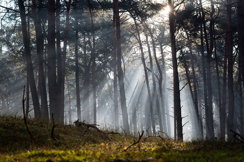 The sky breaks open and lights up the forest by Michel Geluk