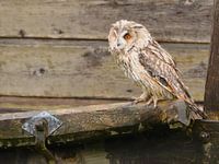 Long-eared owl next to barn