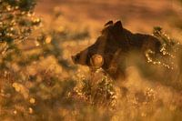 Sanglier à l'heure dorée