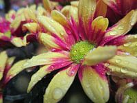 Autumn chrysanthemum in the rain