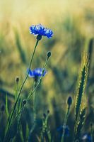 Cornflowers in the grain field
