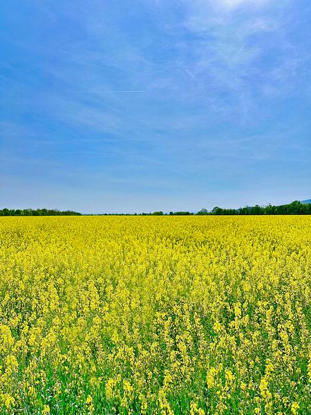 Gelb-Blaues Rapsfeld von Markus Jerko