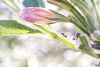 La marche des fourmis.