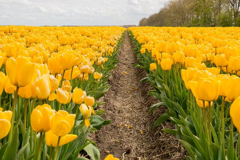 Gele tulpen von Tonko Oosterink