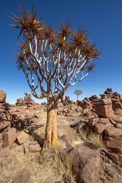 Röhrenbäume 1 von Albert Mendelewski