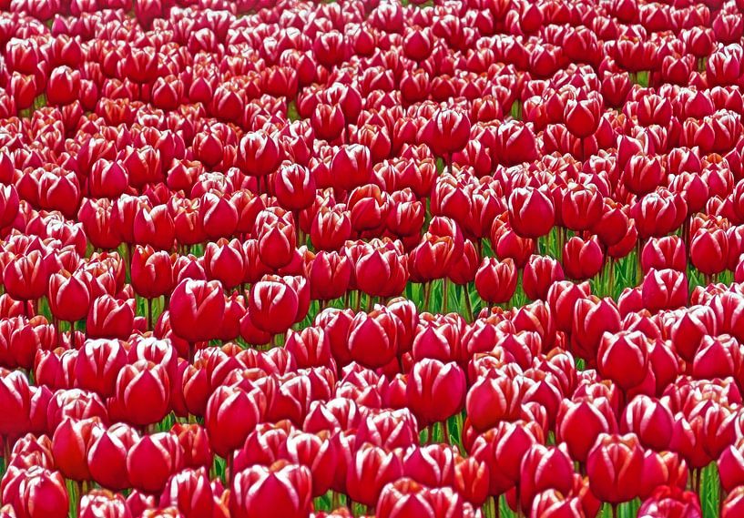 Red Tulips (Red Tulips from Holland) by Caroline Lichthart